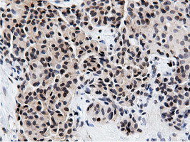 NT5DC1 Antibody in Immunohistochemistry (Paraffin) (IHC (P))