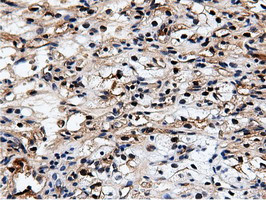 NT5DC1 Antibody in Immunohistochemistry (Paraffin) (IHC (P))