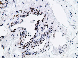 NT5DC1 Antibody in Immunohistochemistry (Paraffin) (IHC (P))