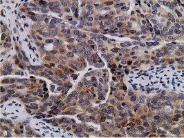 NT5DC1 Antibody in Immunohistochemistry (Paraffin) (IHC (P))