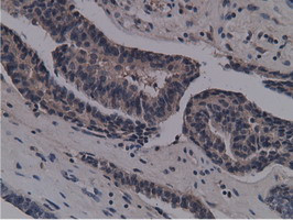 NT5DC1 Antibody in Immunohistochemistry (Paraffin) (IHC (P))