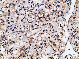 NT5DC1 Antibody in Immunohistochemistry (Paraffin) (IHC (P))