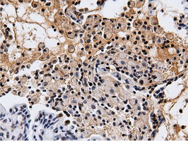 NT5DC1 Antibody in Immunohistochemistry (Paraffin) (IHC (P))