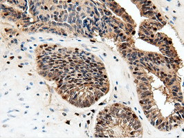 NT5DC1 Antibody in Immunohistochemistry (Paraffin) (IHC (P))