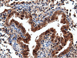 NT5DC1 Antibody in Immunohistochemistry (Paraffin) (IHC (P))