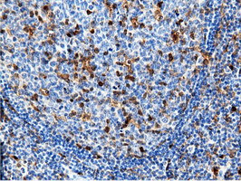 NT5DC1 Antibody in Immunohistochemistry (Paraffin) (IHC (P))