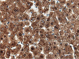 NT5DC1 Antibody in Immunohistochemistry (Paraffin) (IHC (P))