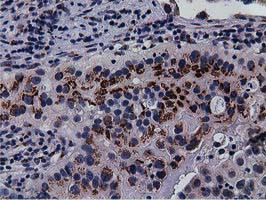 NT5DC1 Antibody in Immunohistochemistry (Paraffin) (IHC (P))