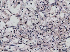 NT5DC1 Antibody in Immunohistochemistry (Paraffin) (IHC (P))