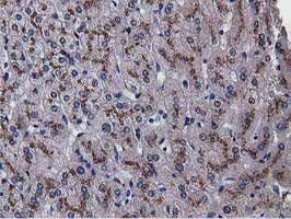 NT5DC1 Antibody in Immunohistochemistry (Paraffin) (IHC (P))