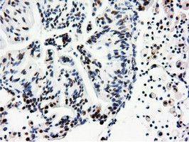 NT5DC1 Antibody in Immunohistochemistry (Paraffin) (IHC (P))