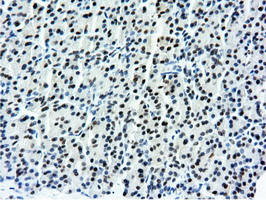 NT5DC1 Antibody in Immunohistochemistry (Paraffin) (IHC (P))