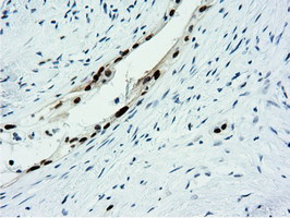 NT5DC1 Antibody in Immunohistochemistry (Paraffin) (IHC (P))