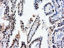 NT5DC1 Antibody in Immunohistochemistry (Paraffin) (IHC (P))