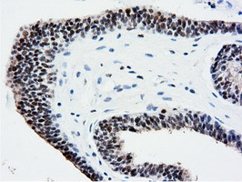 NT5DC1 Antibody in Immunohistochemistry (Paraffin) (IHC (P))