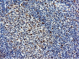 NT5DC1 Antibody in Immunohistochemistry (Paraffin) (IHC (P))