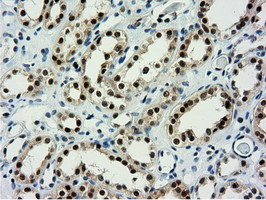 NT5DC1 Antibody in Immunohistochemistry (Paraffin) (IHC (P))