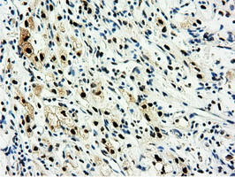 NT5DC1 Antibody in Immunohistochemistry (Paraffin) (IHC (P))