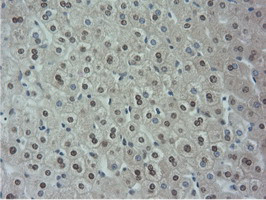 NT5DC1 Antibody in Immunohistochemistry (Paraffin) (IHC (P))