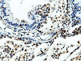 NT5DC1 Antibody in Immunohistochemistry (Paraffin) (IHC (P))