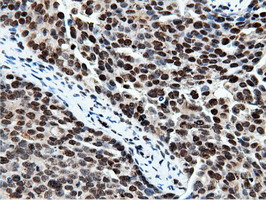 NT5DC1 Antibody in Immunohistochemistry (Paraffin) (IHC (P))