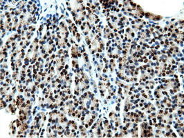 NT5DC1 Antibody in Immunohistochemistry (Paraffin) (IHC (P))