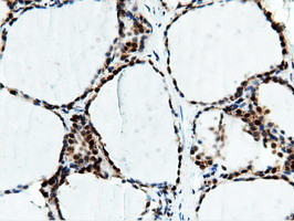 NT5DC1 Antibody in Immunohistochemistry (Paraffin) (IHC (P))