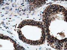 NT5DC1 Antibody in Immunohistochemistry (Paraffin) (IHC (P))