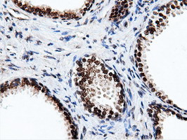 NT5DC1 Antibody in Immunohistochemistry (Paraffin) (IHC (P))