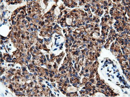 NT5DC1 Antibody in Immunohistochemistry (Paraffin) (IHC (P))