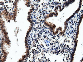 NT5DC1 Antibody in Immunohistochemistry (Paraffin) (IHC (P))
