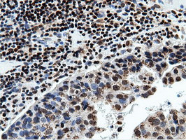 NT5DC1 Antibody in Immunohistochemistry (Paraffin) (IHC (P))