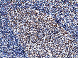 NT5DC1 Antibody in Immunohistochemistry (Paraffin) (IHC (P))