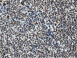 NT5DC1 Antibody in Immunohistochemistry (Paraffin) (IHC (P))