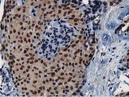 NT5DC1 Antibody in Immunohistochemistry (Paraffin) (IHC (P))