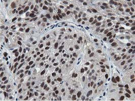 NT5DC1 Antibody in Immunohistochemistry (Paraffin) (IHC (P))