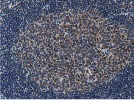 NT5DC1 Antibody in Immunohistochemistry (Paraffin) (IHC (P))