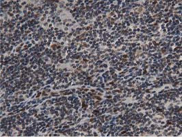 NT5DC1 Antibody in Immunohistochemistry (Paraffin) (IHC (P))