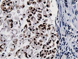 NT5DC1 Antibody in Immunohistochemistry (Paraffin) (IHC (P))