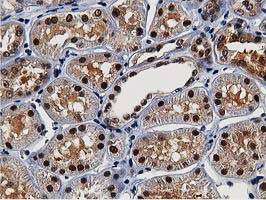 NT5DC1 Antibody in Immunohistochemistry (Paraffin) (IHC (P))