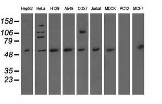 NT5DC1 Antibody in Western Blot (WB)