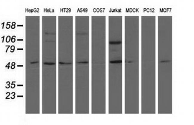 NT5DC1 Antibody in Western Blot (WB)