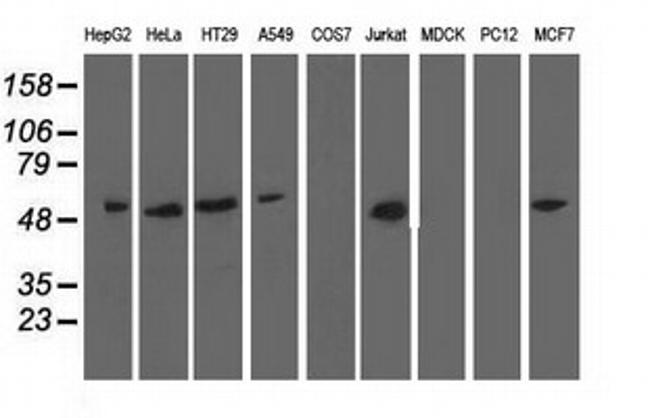 NT5DC1 Antibody in Western Blot (WB)