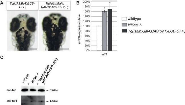 NTF3 Antibody in Western Blot (WB)