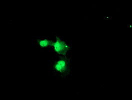 NUB1 Antibody in Immunocytochemistry (ICC/IF)