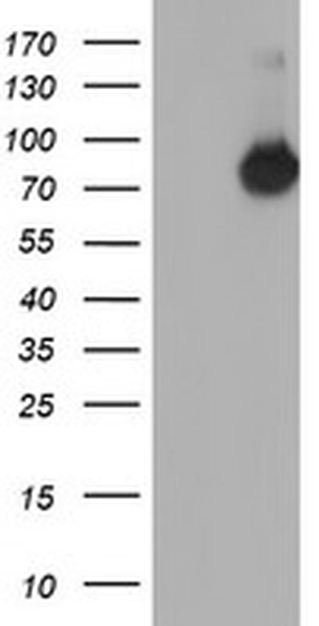 NUB1 Antibody in Western Blot (WB)