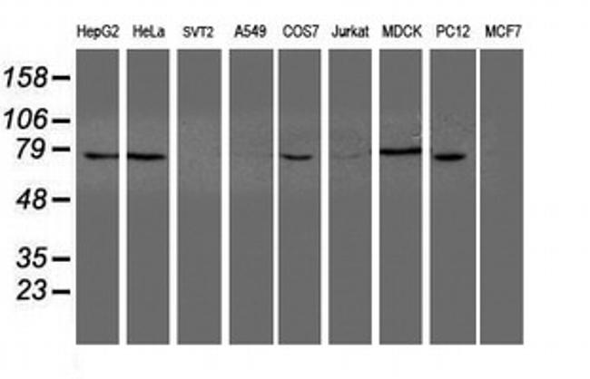 NUB1 Antibody in Western Blot (WB)