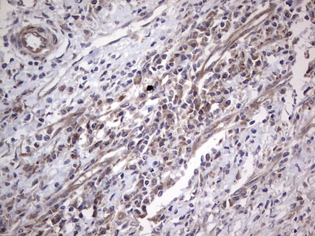 NUDT12 Antibody in Immunohistochemistry (Paraffin) (IHC (P))