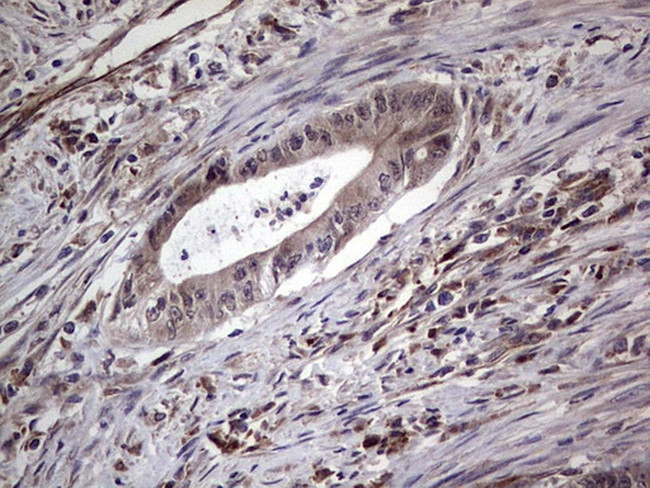 NUDT12 Antibody in Immunohistochemistry (Paraffin) (IHC (P))