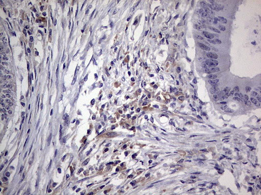 NUDT12 Antibody in Immunohistochemistry (Paraffin) (IHC (P))